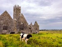 Ross Errilly Friary